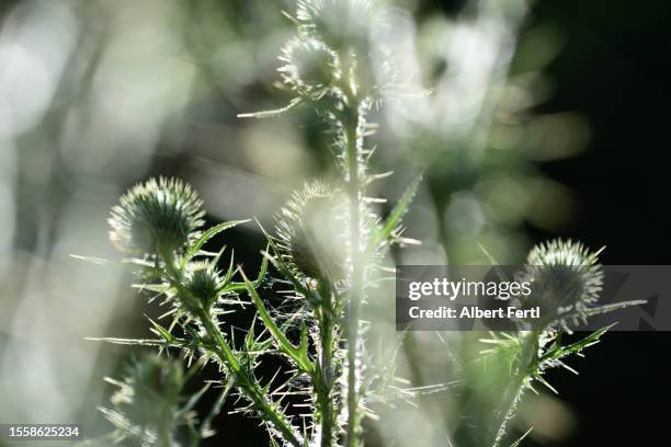 silybum marianum - spiked stock pictures, royalty-free photos & images