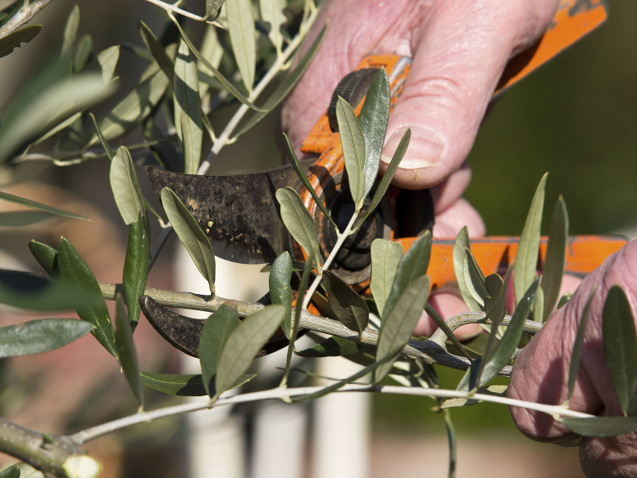 olive tree pruning