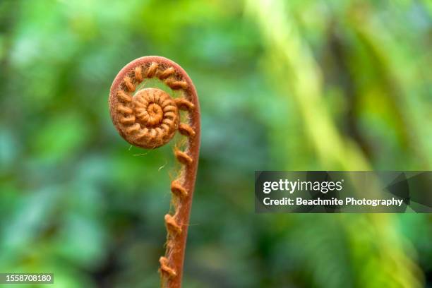 close up of a furled young fern frond or fiddlehead fern - fiddlehead stock pictures, royalty-free photos & images