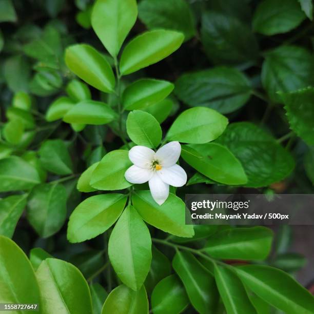 close-up of white flowering plant - mayank yadav stock pictures, royalty-free photos & images
