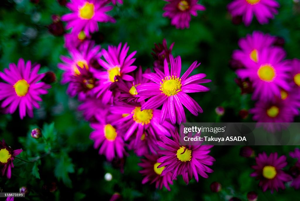 Chrysanthemum flowers