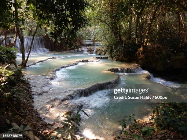 scenic view of river amidst trees in forest,luang prabang,laos - socialist international stock pictures, royalty-free photos & images