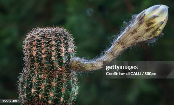 close-up of cactus plant - organ pipe coral stock pictures, royalty-free photos & images