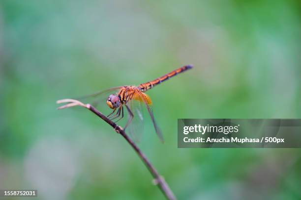 close-up of dragonfly on plant - yellow perch stock-fotos und bilder