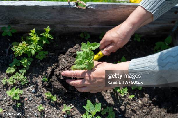cropped hands planting in garden - mint leaves stock pictures, royalty-free photos & images