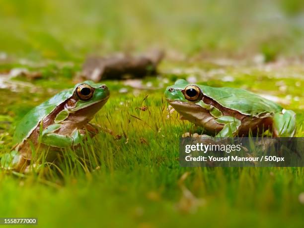 close-up of frogs on grass,palmyra,syria - rana arborícola fotografías e imágenes de stock