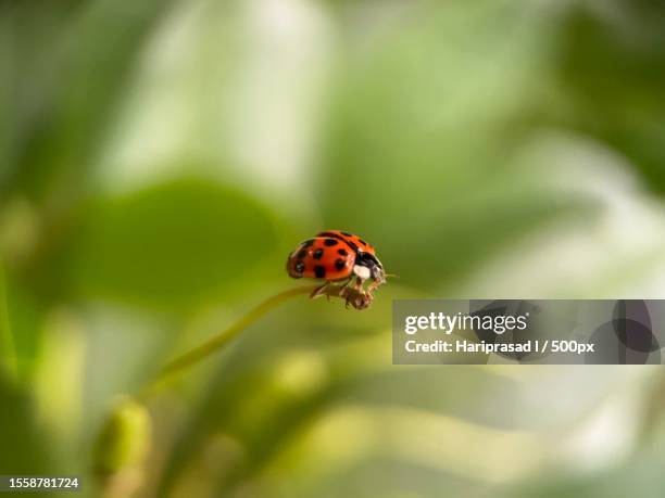 close-up of ladybug on plant,liverpool,united kingdom,uk - ladybug stock pictures, royalty-free photos & images