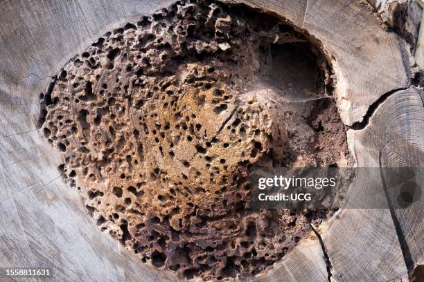 Truncated stump of a dead tree by Radley College, Oxfordshire.