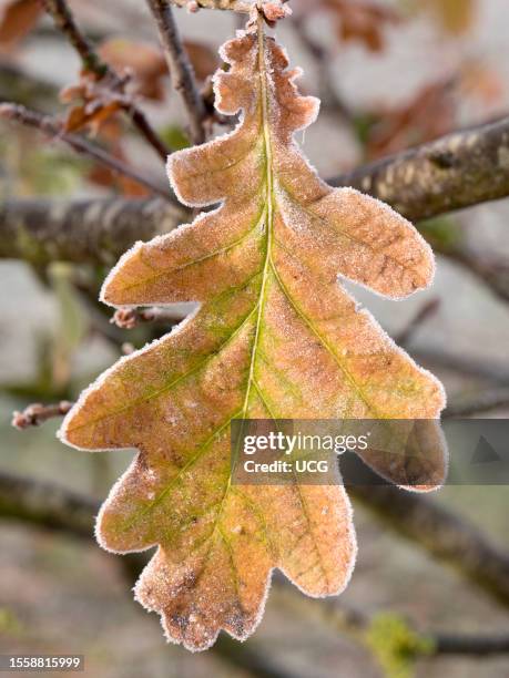 Gently frosted oak leaf on a sapling in Radley Village.