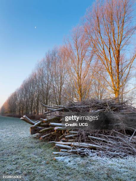 Avenue of trees in Radley, mid-winter sunrise and moon.