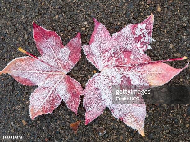 Frosted Maple leaves in our garden.