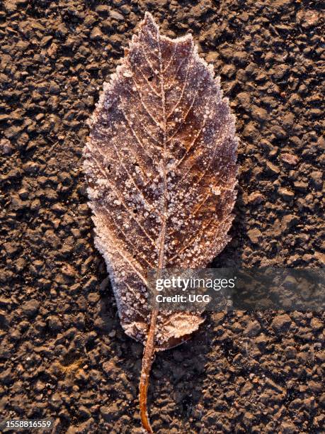 Frosted leaf on the pavement in Radley Village.