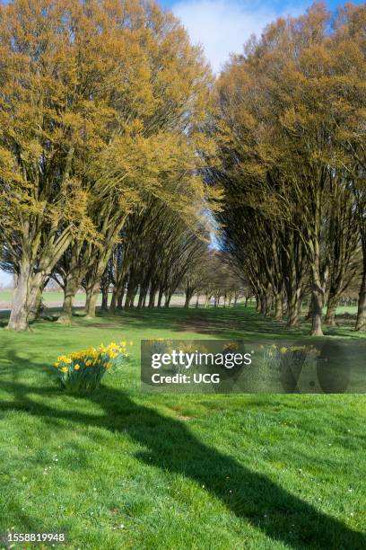 Avenue of trees with daffodils on a Spring day in Radley Village, Oxfordshire.