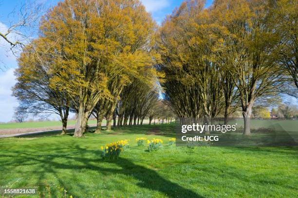 Avenue of trees with daffodils on a Spring day in Radley Village, Oxfordshire.