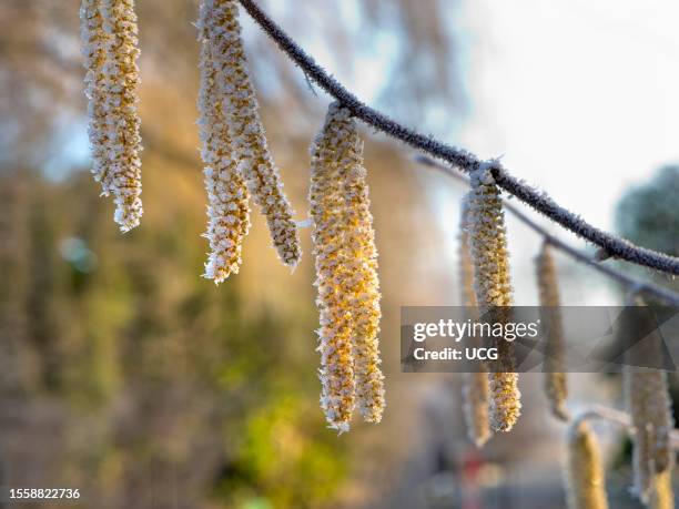 Gently frosted catkin on a tree in Radley Village.