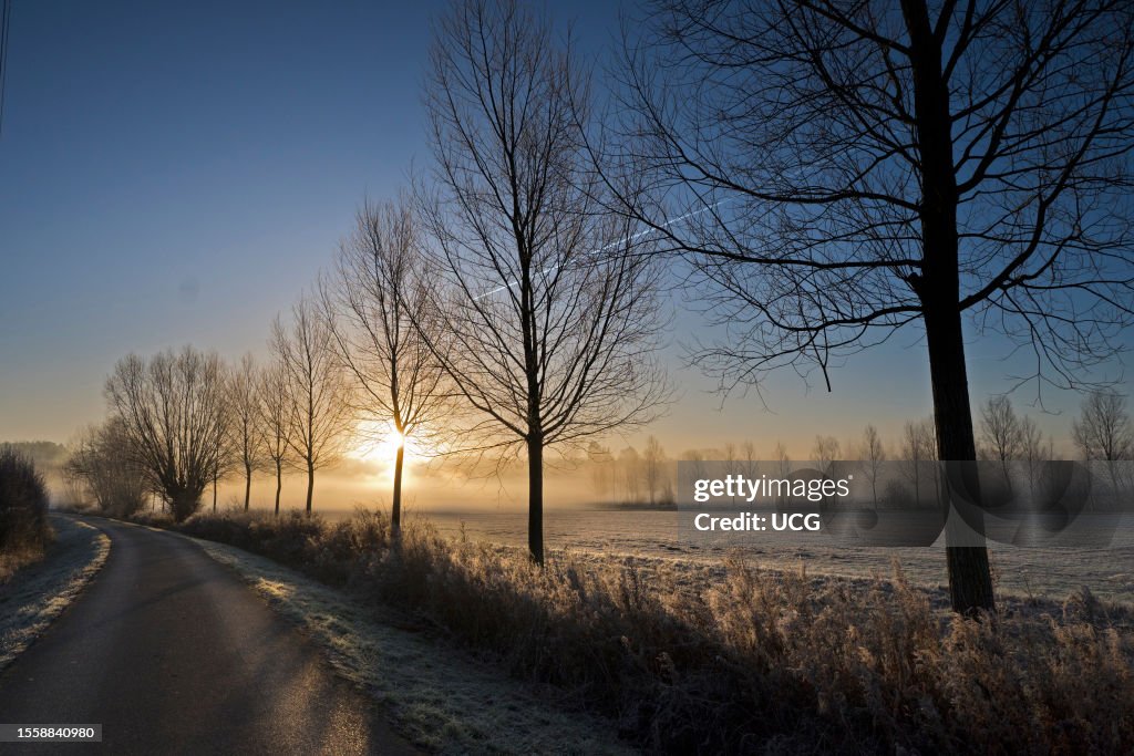 Line of trees silhouetted by winter sun on a frosty morning, Radley Village, Oxfordshire