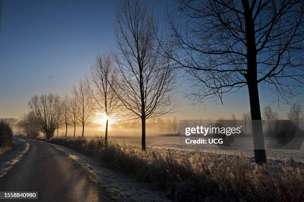 Line of trees silhouetted by winter sun on a frosty morning, Radley Village, Oxfordshire.