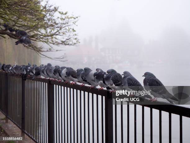 Birds resting by the Thames at St Helens Wharf, Abingdon, on a foggy winter day.