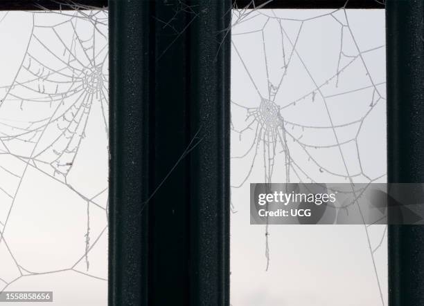 Dew drops on a spider web, fence by railway tracks in Radley Village.