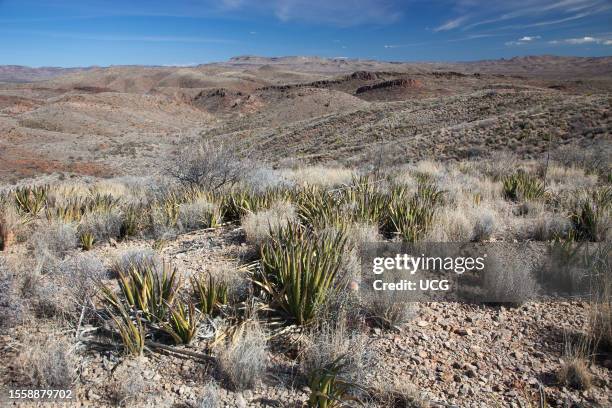 Agave Lechuguilla in the Chihuahuan Desert of west Texas.