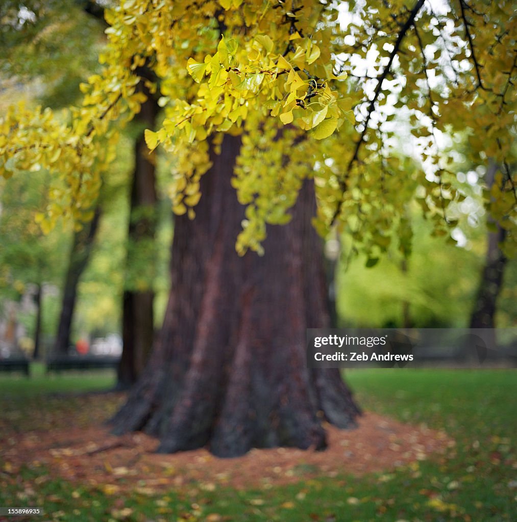 In the life and times of a tree