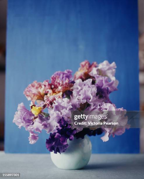 colorful irises in a white vase. - iris flower stock-fotos und bilder