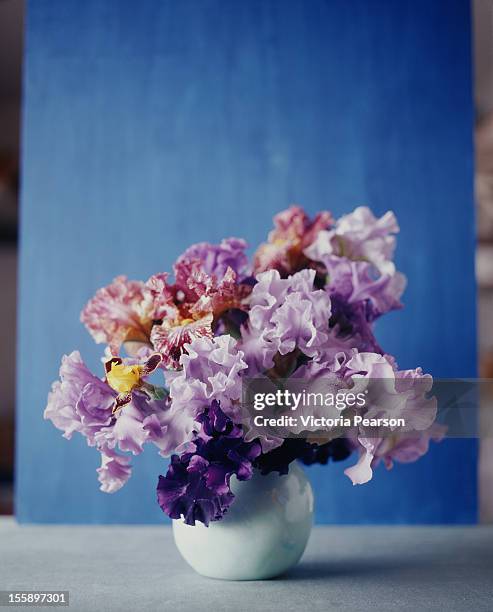 colorful irises in a white vase. - the purple iris stock pictures, royalty-free photos & images