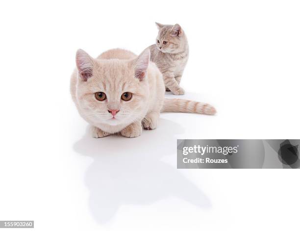 kittens - 猫 影 ストックフォトと画像