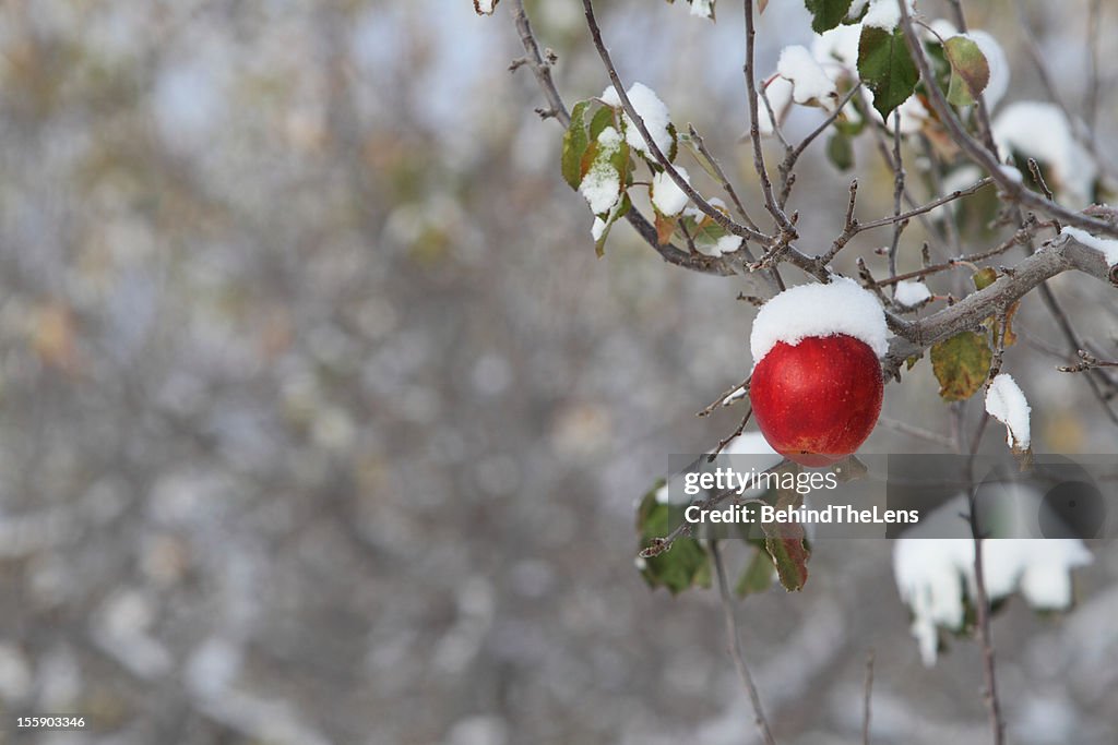 Yakima apple orchard