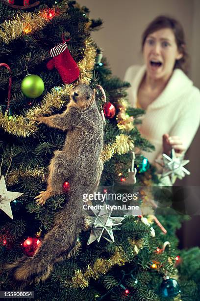 1,604 Funny Squirrel Photos and Premium High Res Pictures - Getty Images
