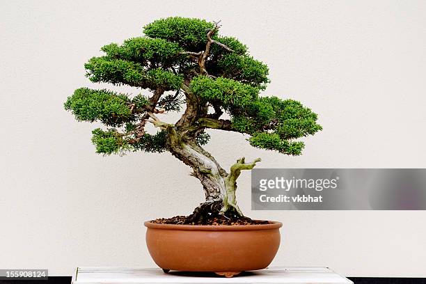 bonsai tree - juniper tree stock-fotos und bilder