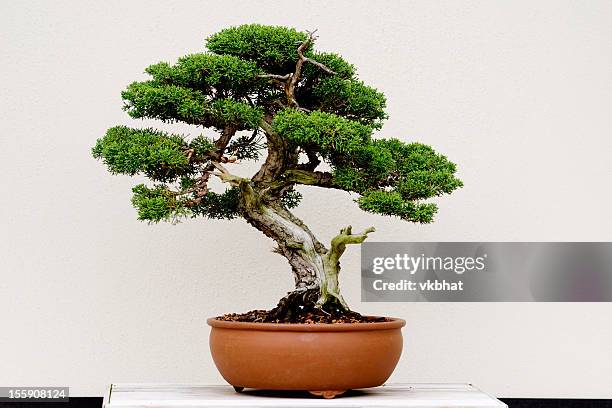 small green bonsai tree in a brown plant pot - juniperus stock pictures, royalty-free photos & images