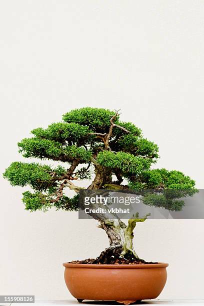 盆栽 - bonsai tree ストックフォトと画像