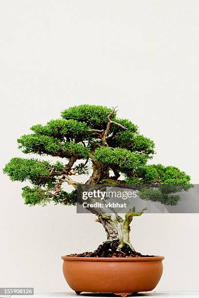 bonsai tree - bonsai stockfoto's en -beelden