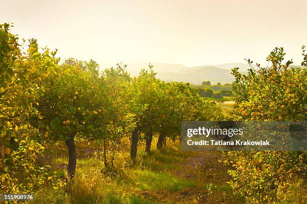 frutteto di limone - albero da frutto foto e immagini stock