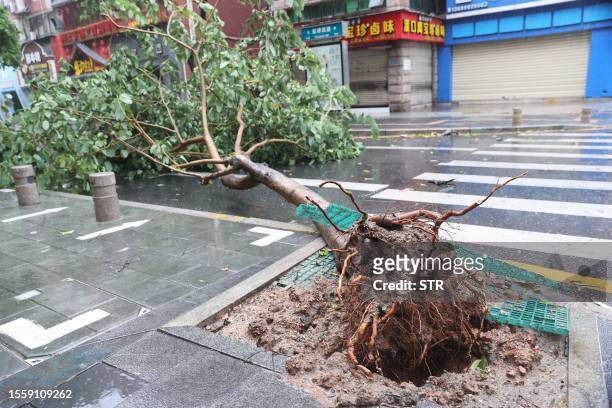 Fallen tree is seen after Typhoon Doksuri landfall in Xiamen, in China's eastern Fujian province on July 28, 2023. / China OUT
