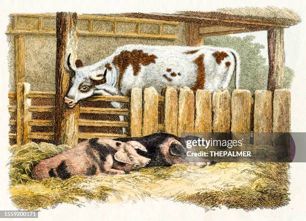 cattle & pigs - "a new work of animals", london, 1811 hand colored - pig farm stock illustrations