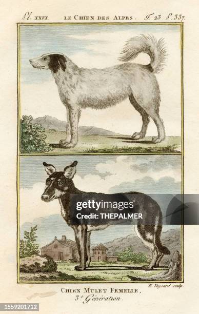 alpine & mongrel dogs - "general and particular natural history" - french alps stock illustrations