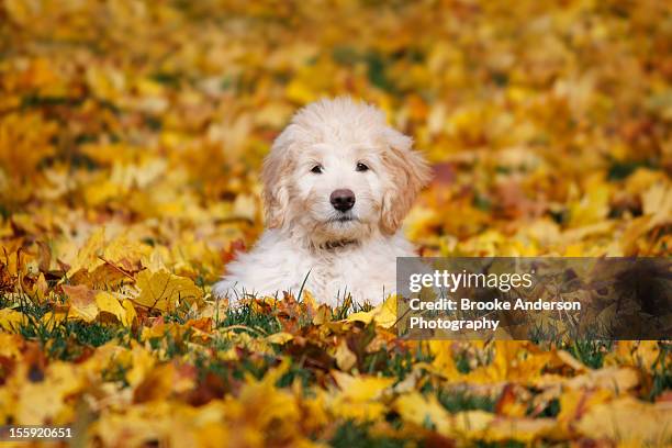 goldendoodle puppy in fall leaves - goldendoodle stock pictures, royalty-free photos & images