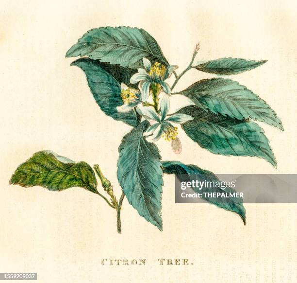 citron tree - hand colored copper plate published 1819 - lemon tree stock illustrations
