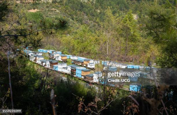 Dozens of beehives carefully arranged on a small area of flat land to showcase the thriving apiculture industry near the village of Ufuuru in the...