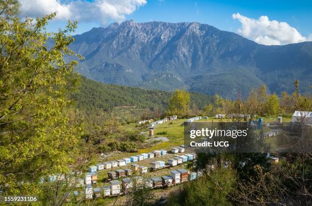 Dozens of beehives carefully arranged on a small area of flat land with mountains behind to showcase the thriving apiculture industry near the...