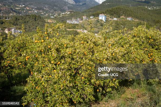 Orange trees laden with fruit grow in the foothills of the Taurus Mountains near Alanya in Antalya province, Turkey to showcase the vibrant colors...