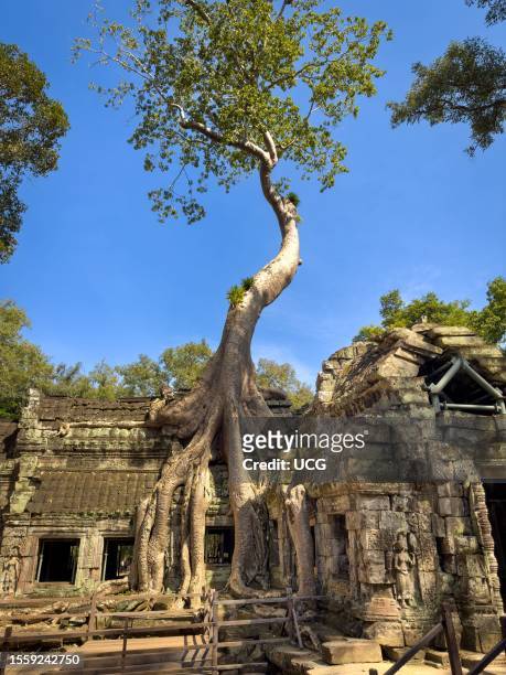 Giant rainforest tree with its roots wrapping over the top of the famed stone Ta Prohm temple near Angkor Wat in Cambodia.