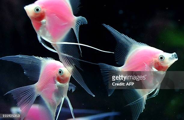 Pterophyllum scalare fish are displayed at the 2012 Taiwan International Aquarium Expo in Taipei on November 9, 2012. More than one hundred fish...
