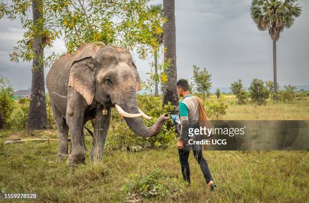 Cambodian Mahout gives water from a bottle to his Asian elephant on scrub land in Phumi Khna, Siem Reap Province, Cambodia.