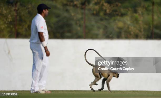 Monkey invades the field during day two of the tour match between England and Haryana at Sardar Patel Stadium ground B on November 9, 2012 in...