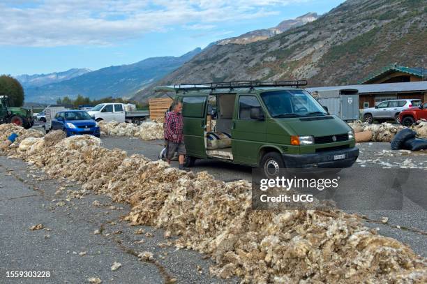 Sheep farmer of the Upper Valais delivering wool from Valais blacknose sheep at a wool collection point on the Turtmann airfield, Turtmann, Valais,...