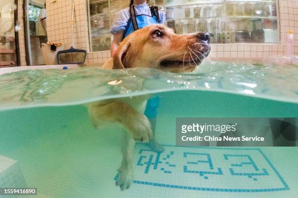 Dog swims in dog-only swimming pool in a pet store on July 20, 2023 in Changsha, Hunan Province of China. The pet store in Changsha helps dogs cool...