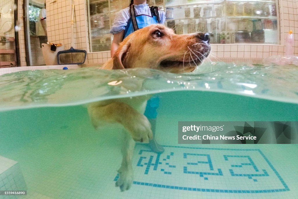 Pet Store In Changsha Helps Dogs Cool Off During Summer Heat